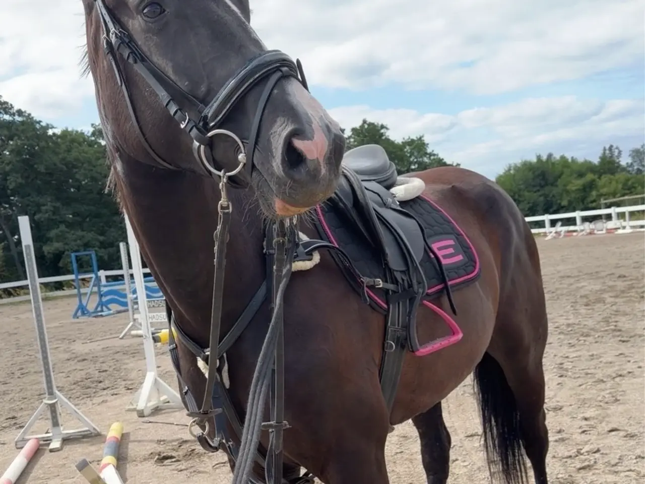 Billede 5 - 5 års hoppe efter Blue horse Kingston 