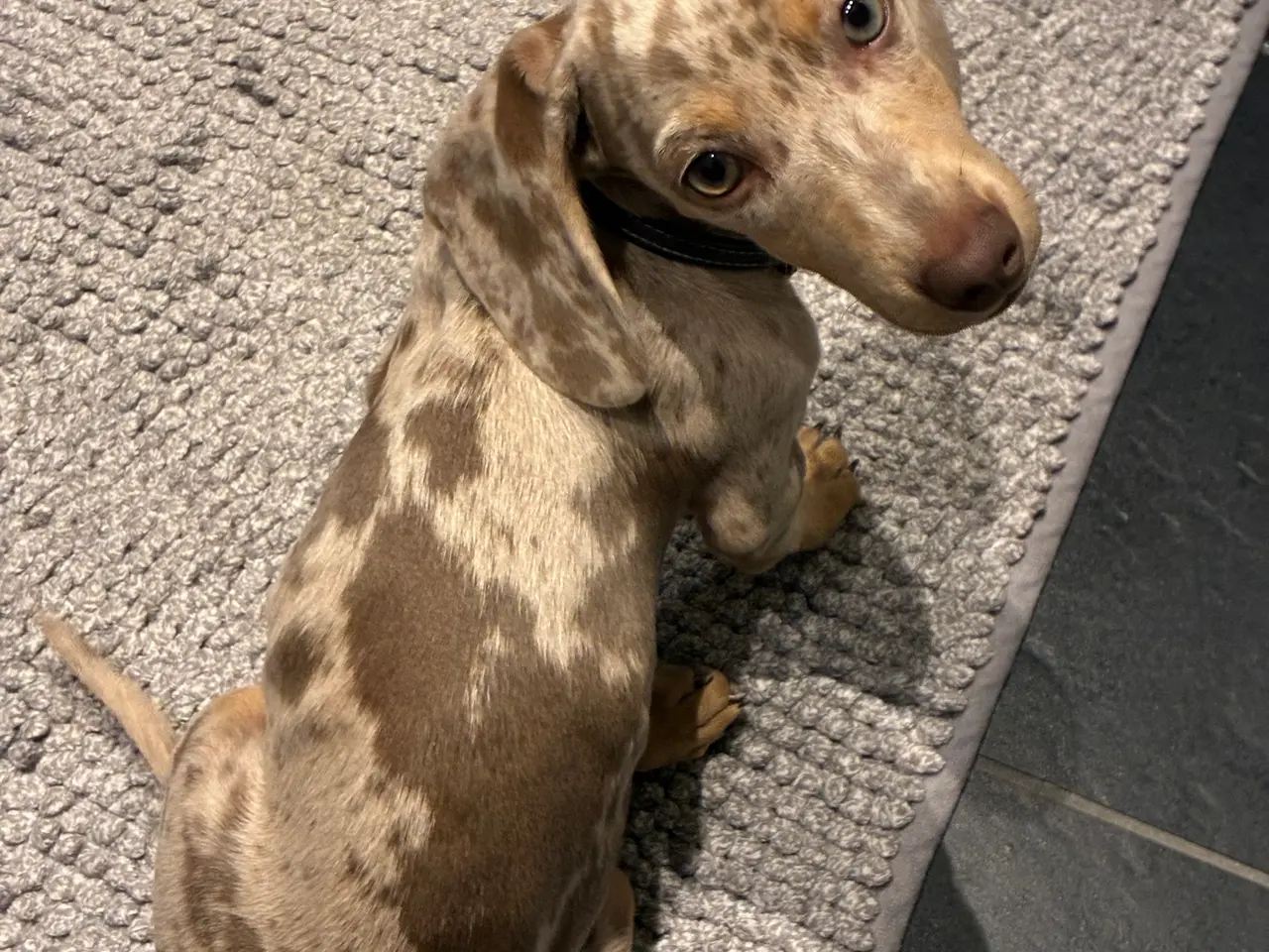 Billede 2 - Miniature gravhundehvalp