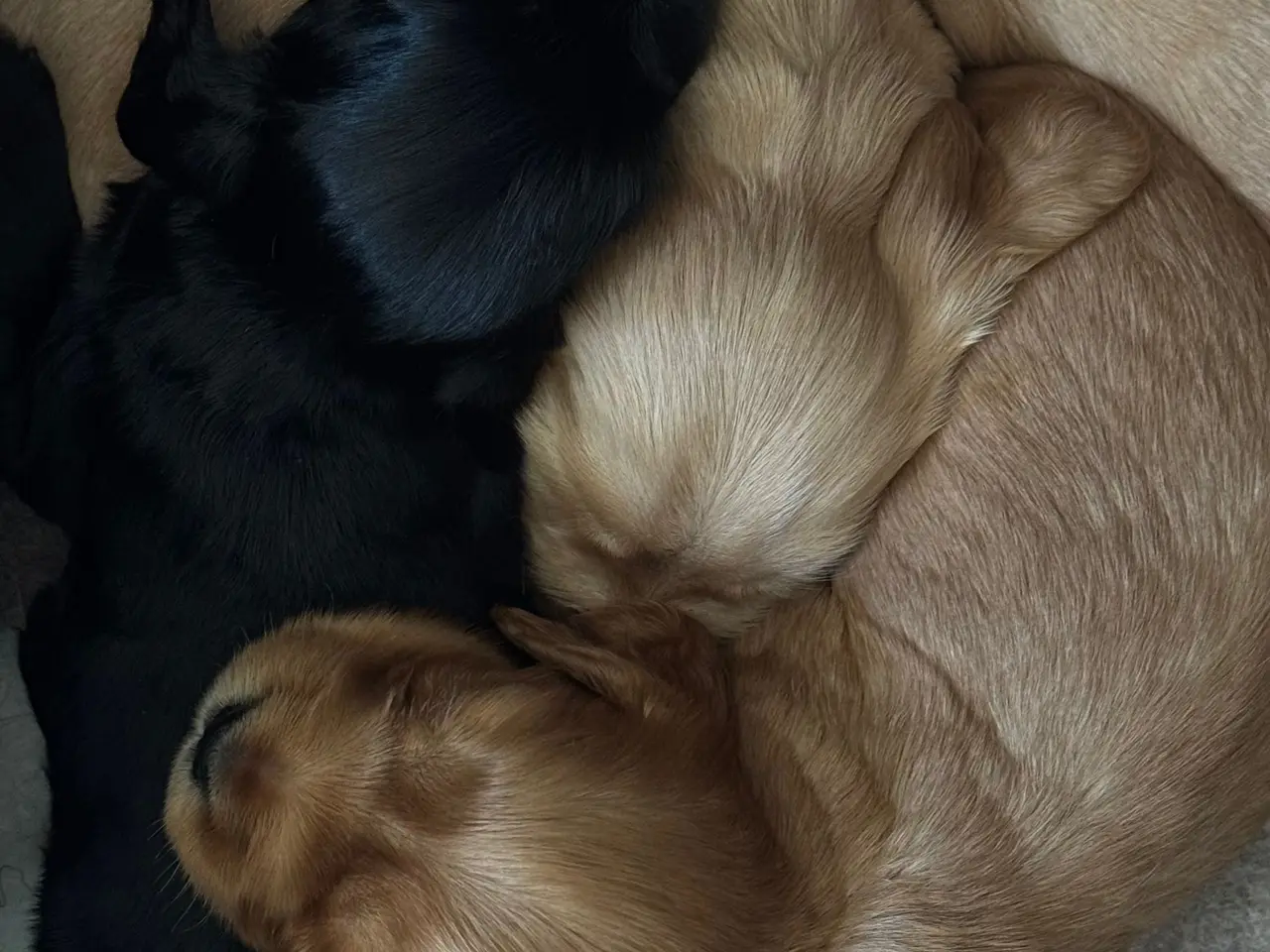 Billede 9 - Hundehvalpe Cocker spaniel