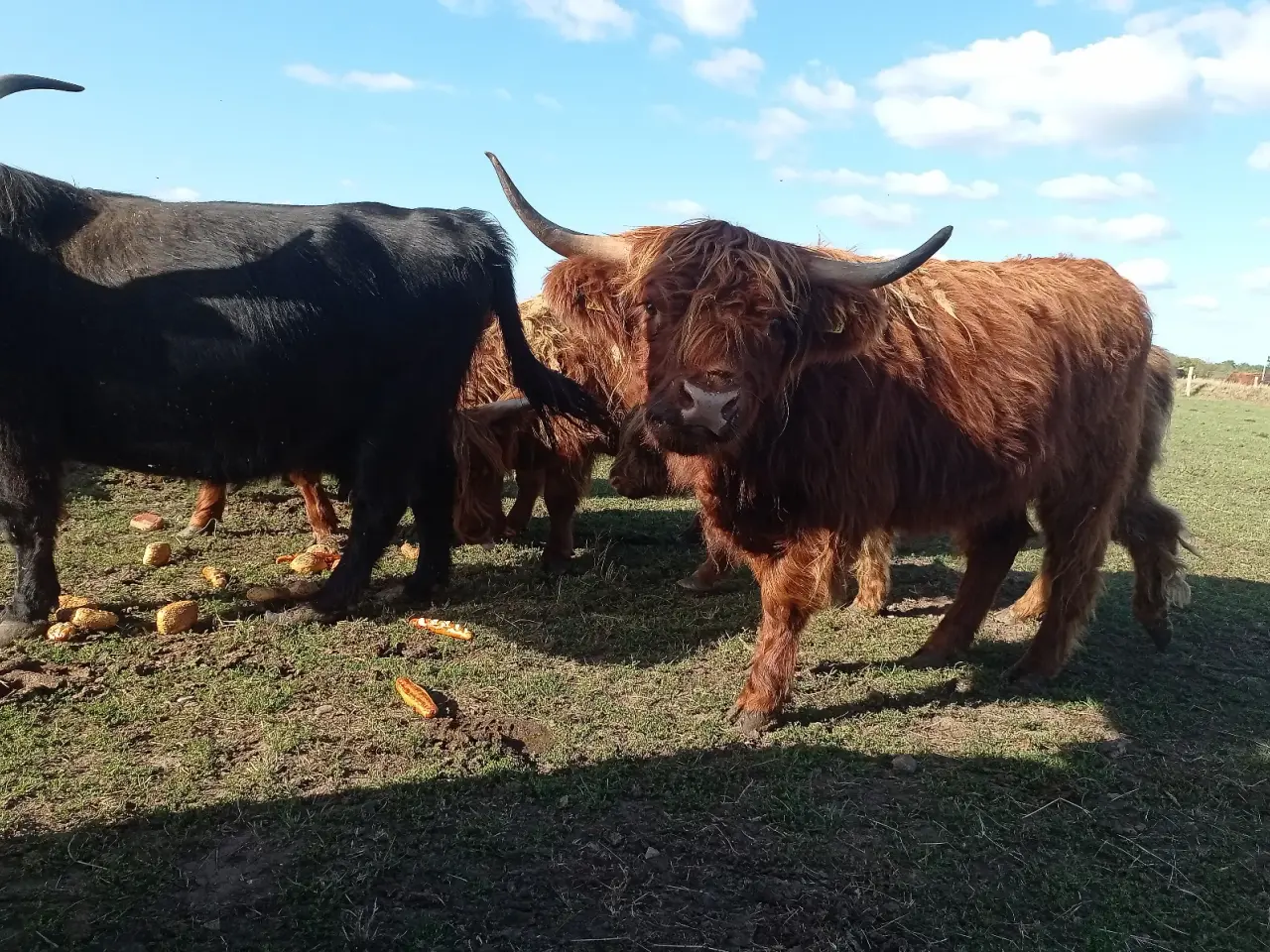 Billede 7 - Skotsk højlandskvæg highland cattle