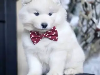 Samojed-hvalpe fra anerkendt FCI-kennel - 4