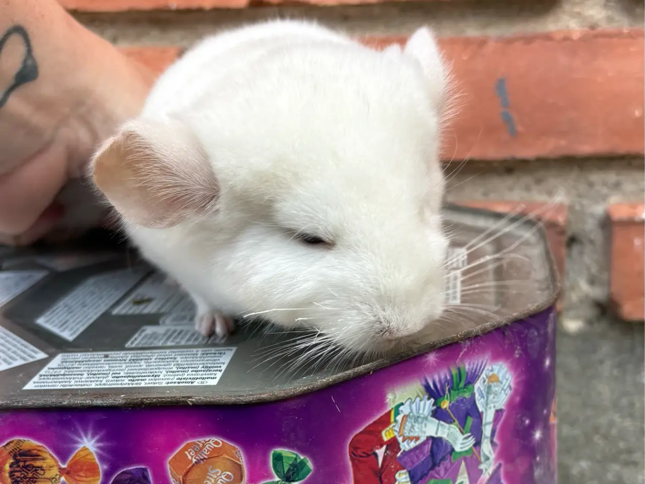 Billede 2 - HAN chinchilla 