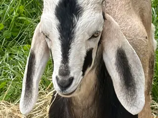 Nubisk brukkekid