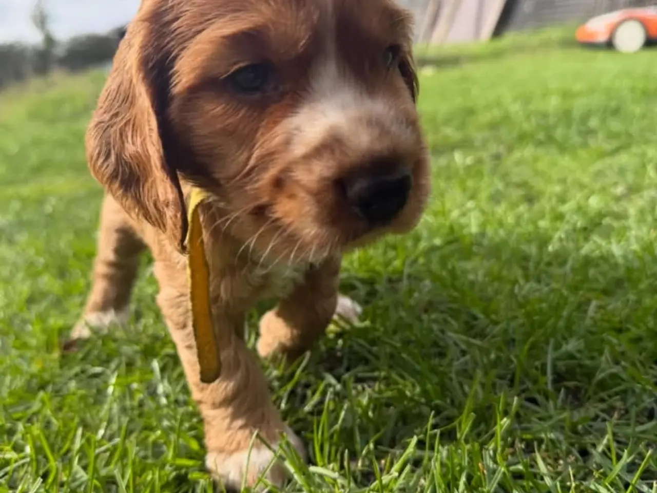 Billede 3 - Hunde hvalpe ægte