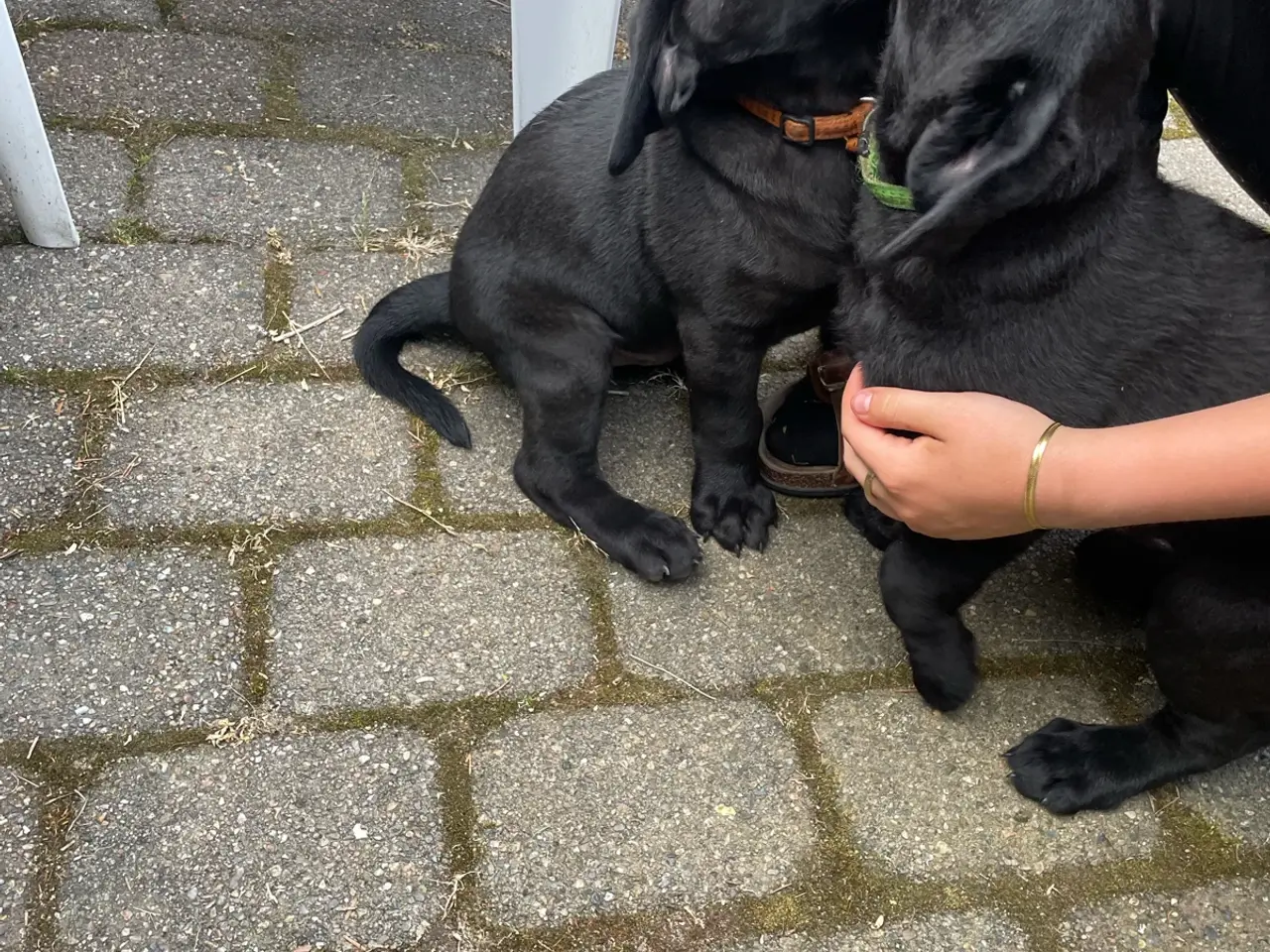 Billede 2 - Labrador hvalpe