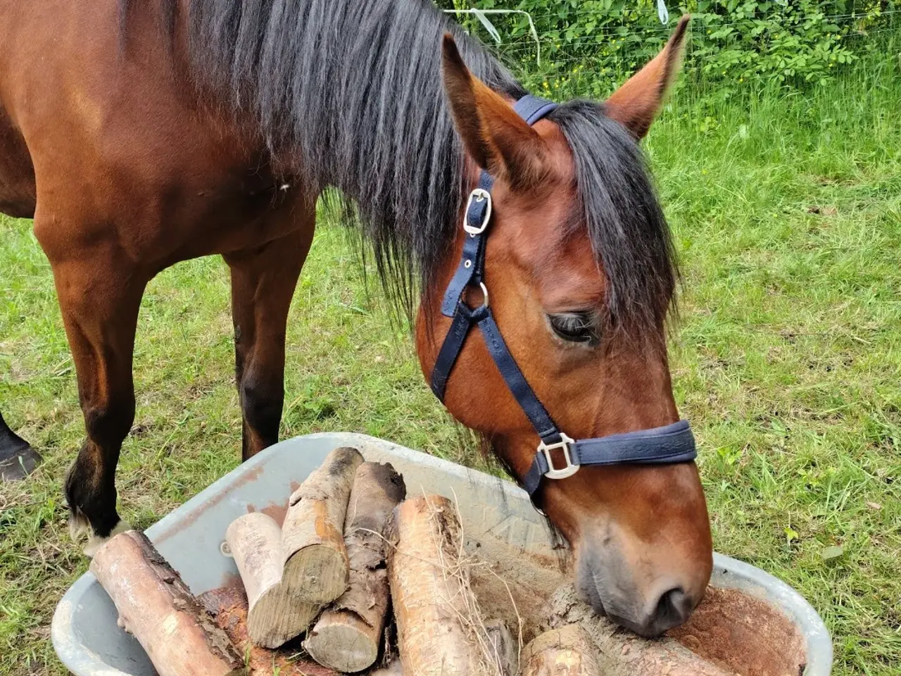 Billede 2 - Bytte overvejes 🐴