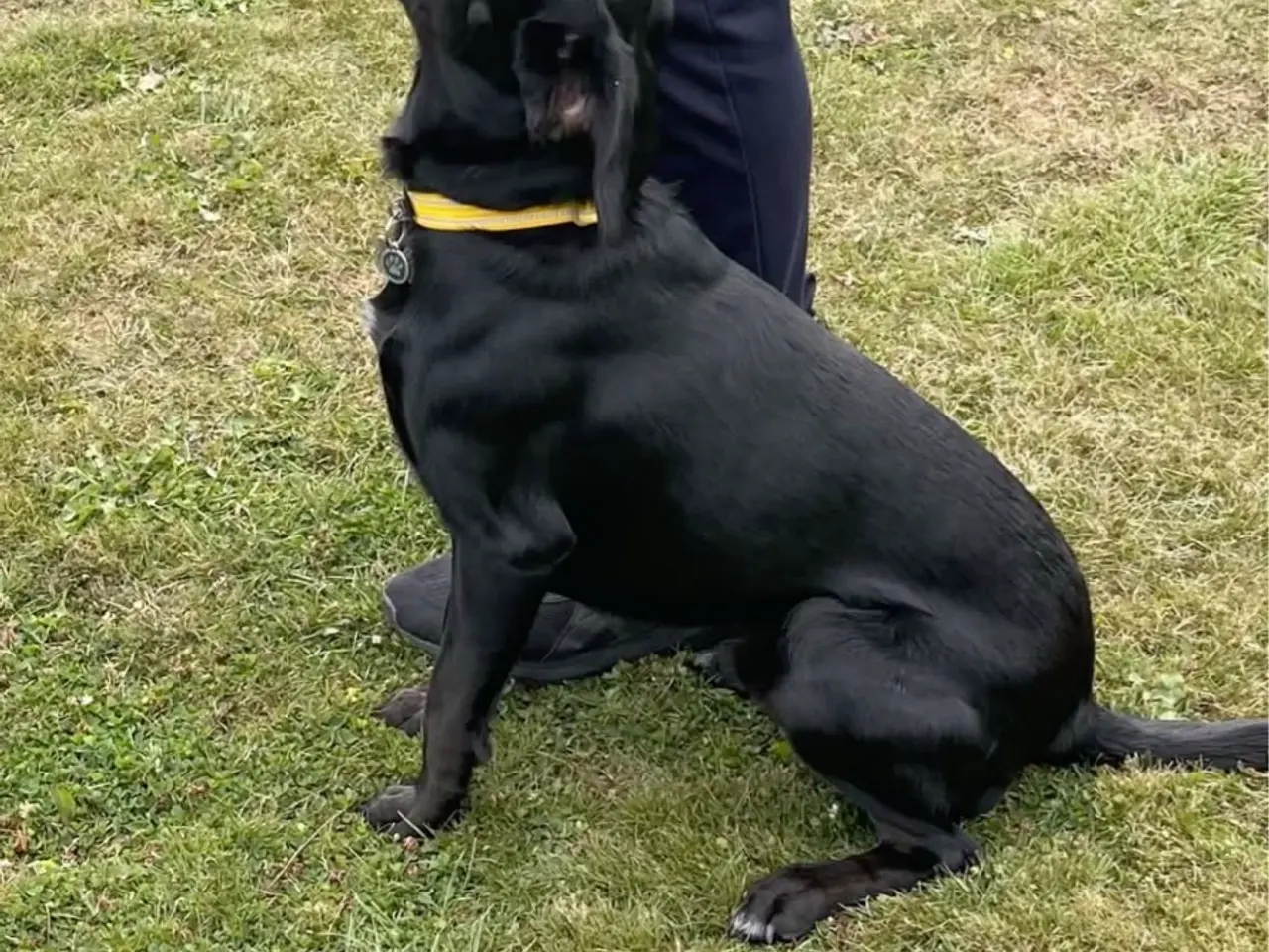 Billede 6 - 75 % Engelsk Cocker Spaniel / 25 % F1 Labrador.