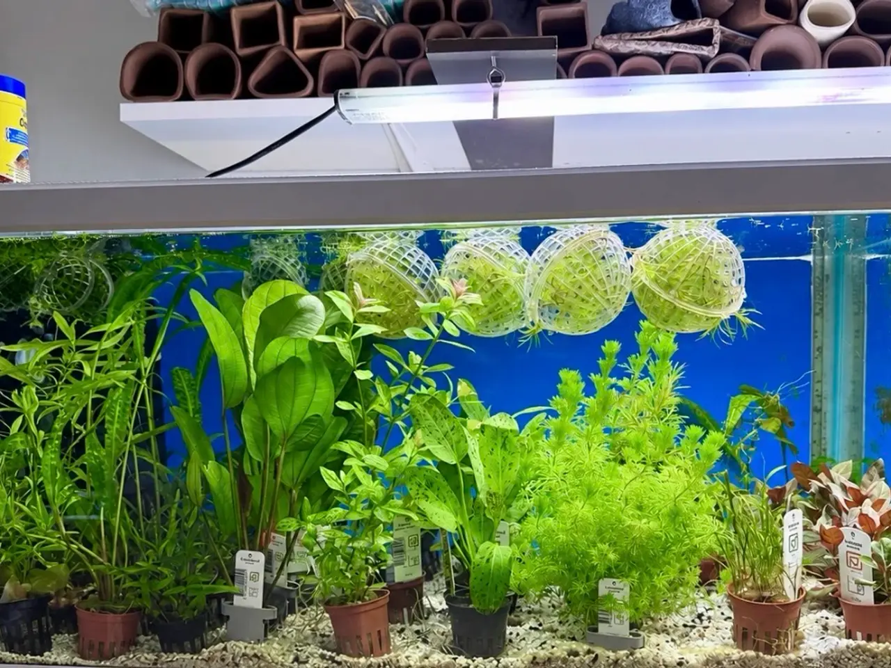 Billede 12 - 🩷 Wow mange flotte akvarieplanter 🩷