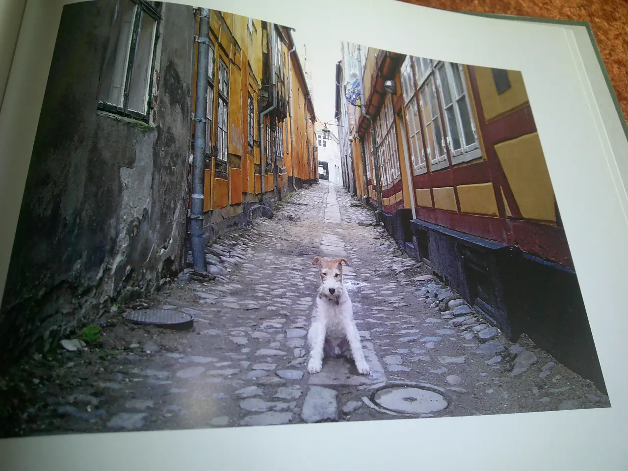Billede 5 - Harrys Helsingør - en hund viser rundt,