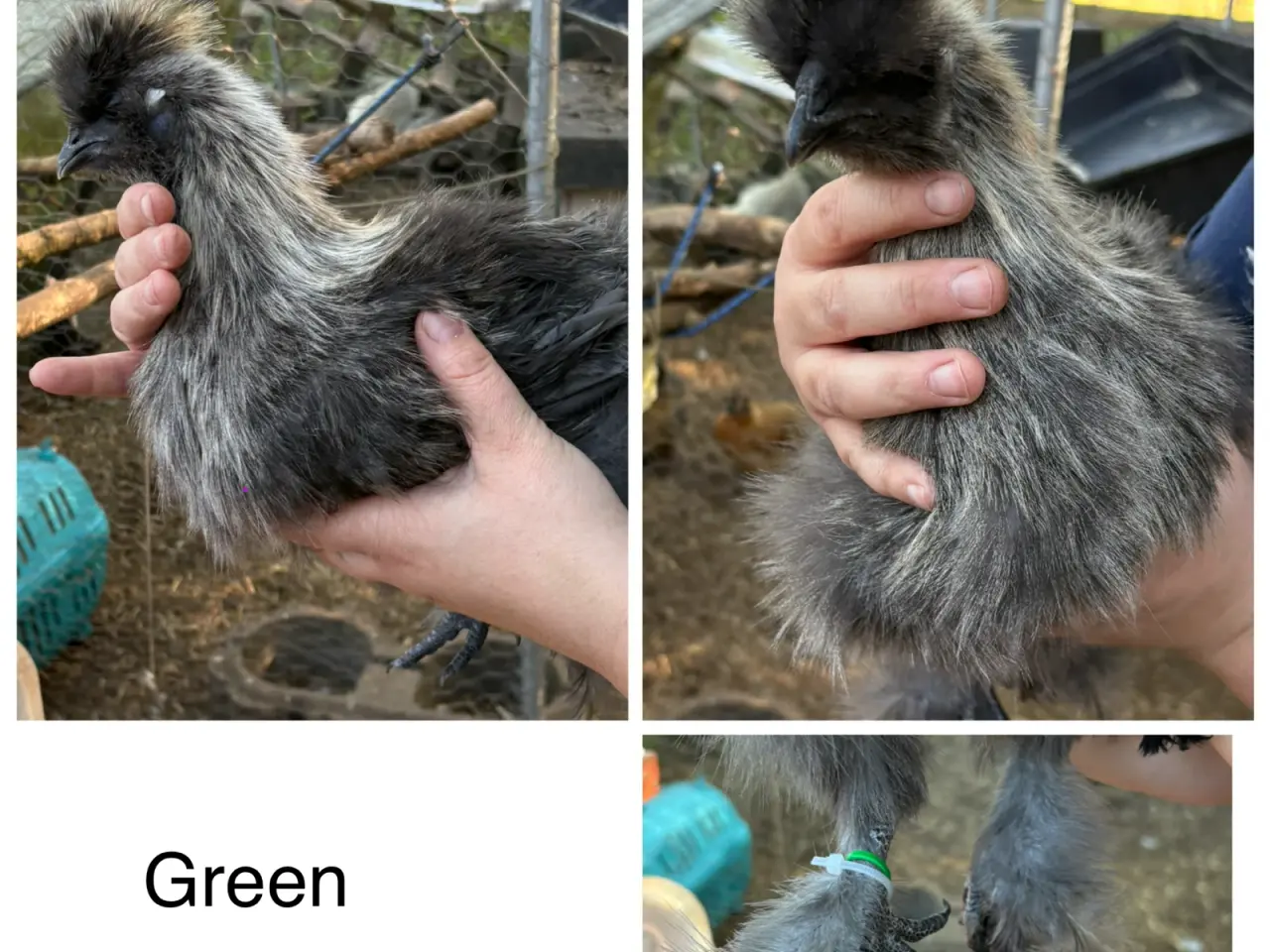 Billede 8 - Silkiehaner / Silkie roosters