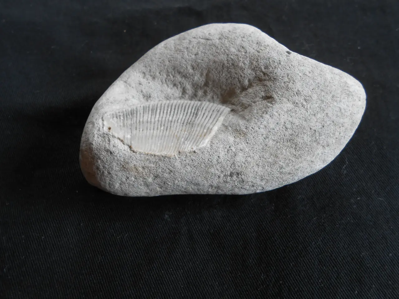 Billede 3 - Fossil Tydelig aftryk Muslingeskal Spondylus