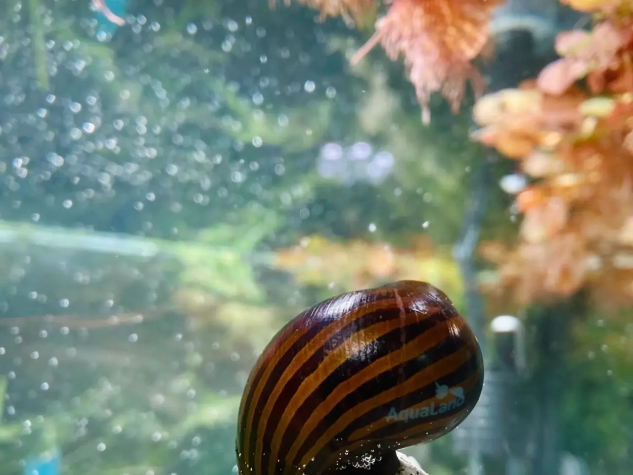 Billede 18 - Zebra Nerite - Slip af med alger 