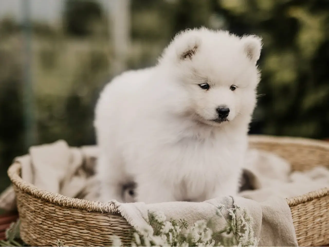 Billede 10 - Samojed-hvalpe fra anerkendt FCI-kennel 