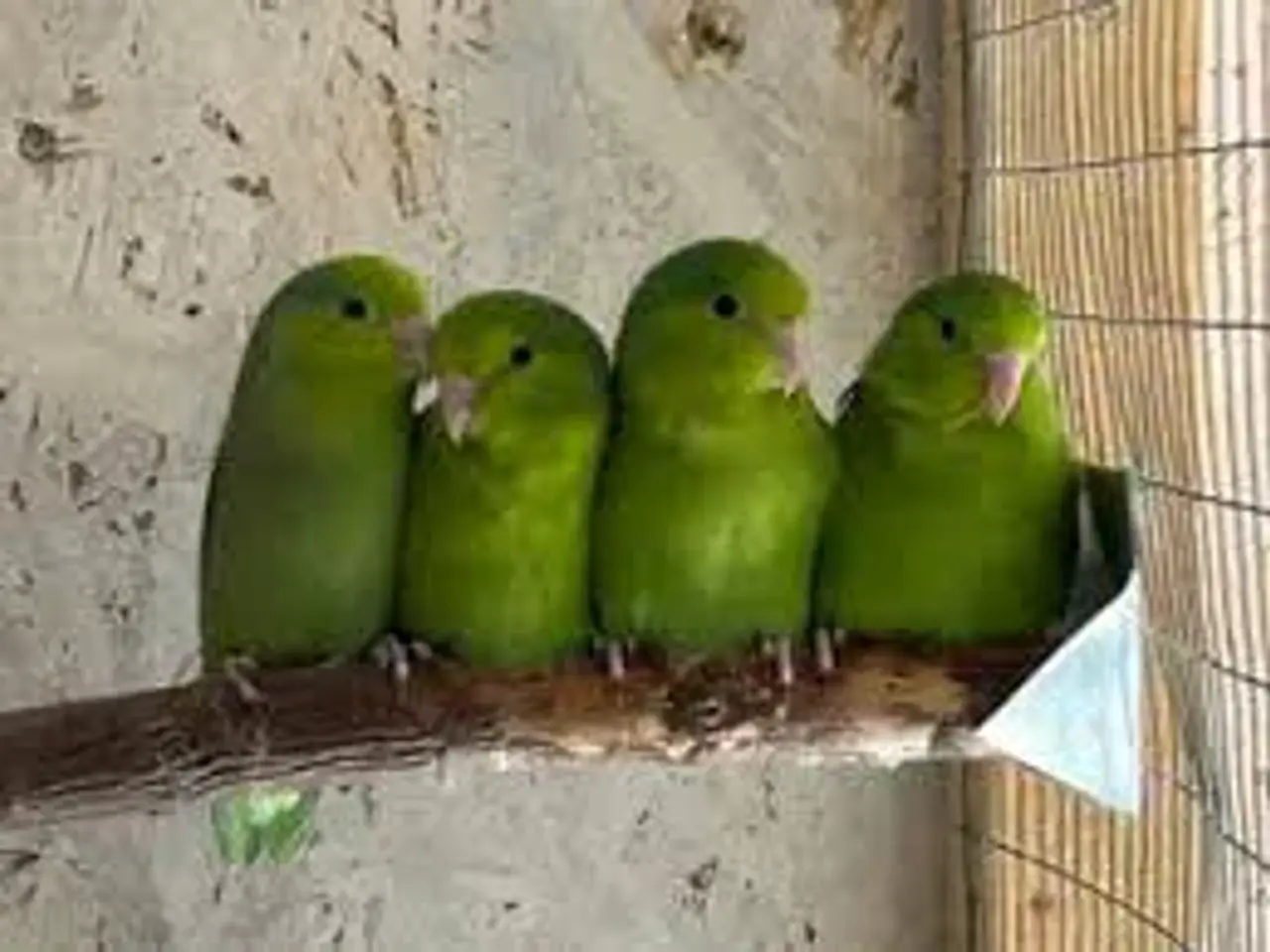 Billede 8 - Div. Finker, småfugle og små parakitter
