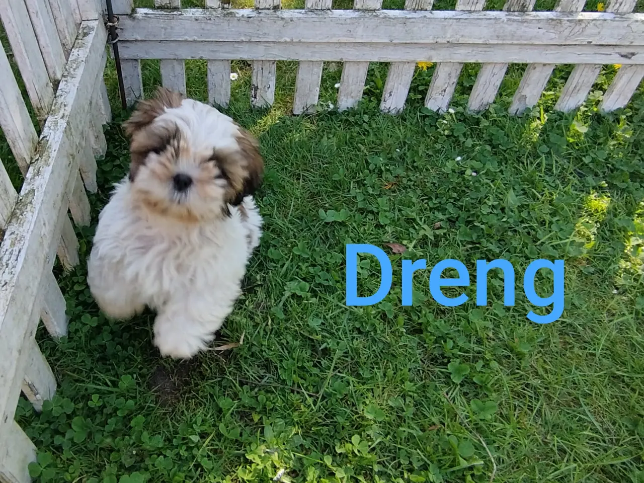 Billede 3 - Shih Tzu hvalp