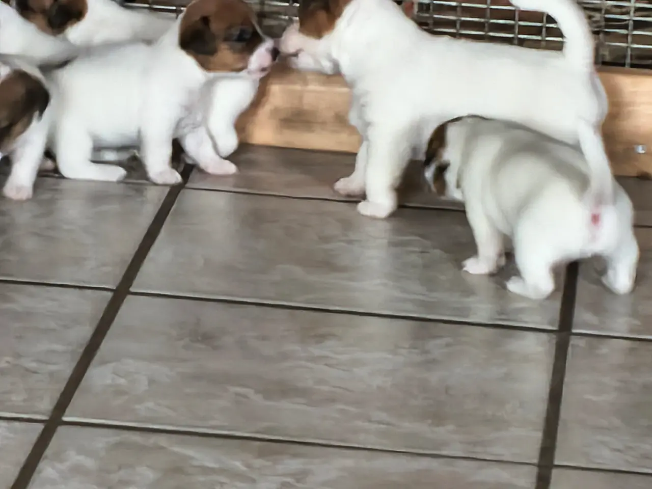 Billede 9 - Jack Russell Terrier hvalpe