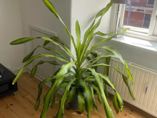 Stor flot plante