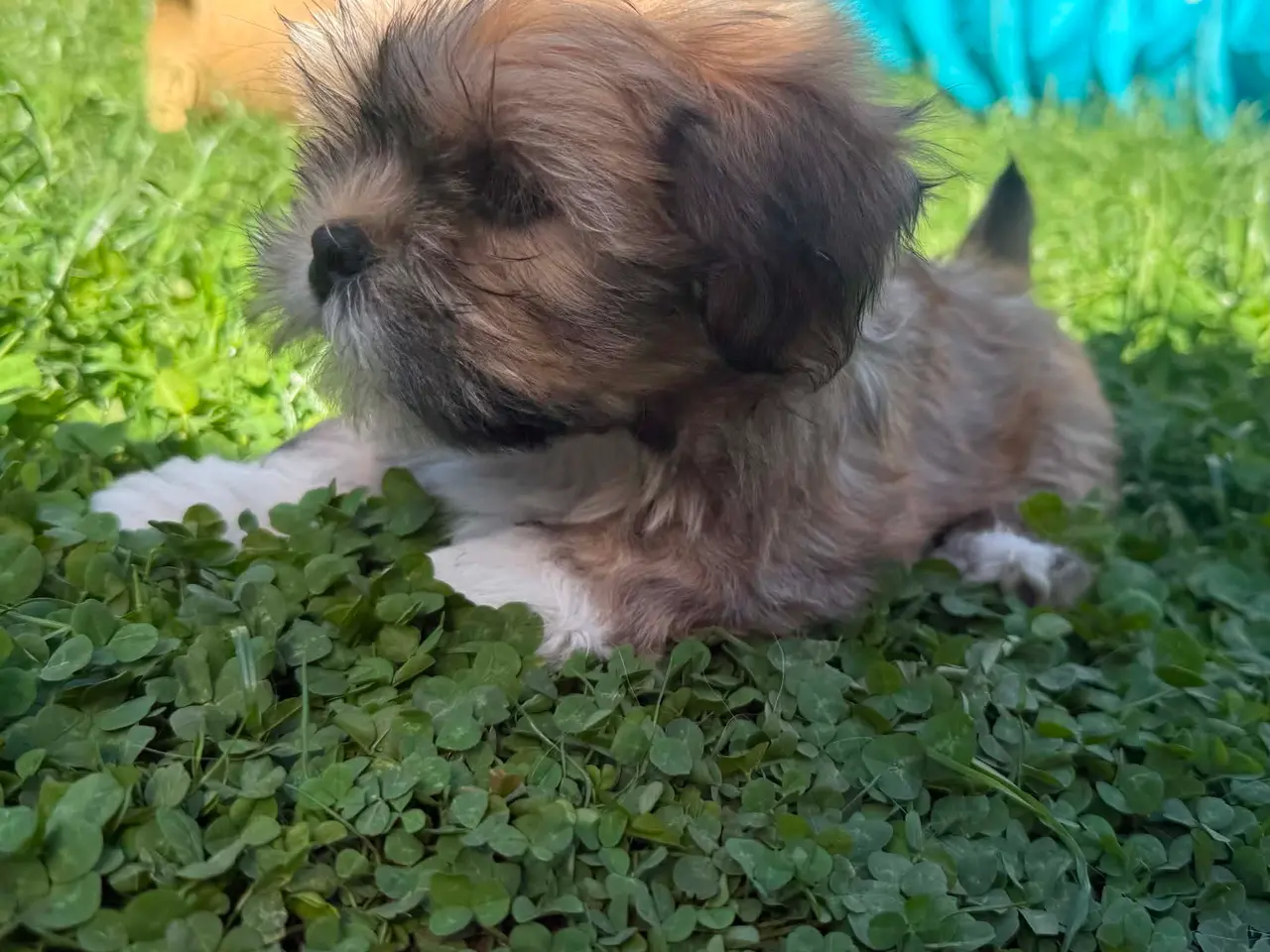 Billede 9 - Skønne Lhasa apso tæver med DKK stamtavle 