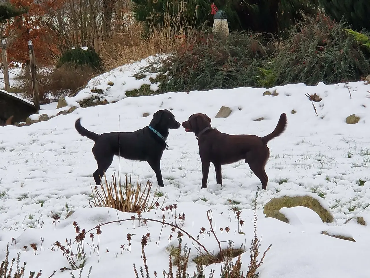 Billede 1 - Sorte labrador formel1 hvalpe