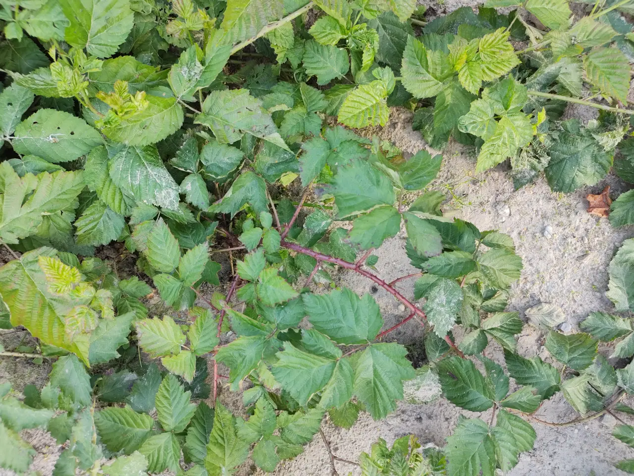 Billede 1 - Boysenbær planter