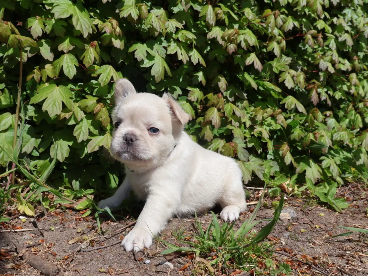 Billede 3 - Fransk bulldog