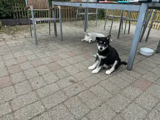 Blandingshvalpe Husky / Malamute/ Samojede - 2