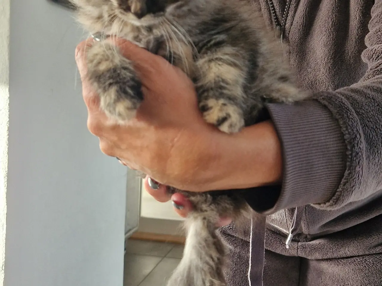 Billede 9 - 🐱❤️ 5 søde og tykke Norsk Skovkat-killinger