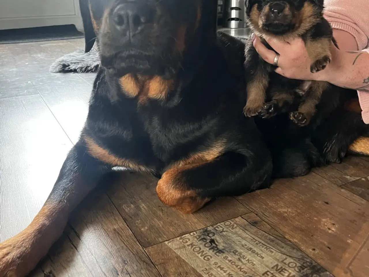 Billede 10 - Rottweiler hvalpe 3 uger
