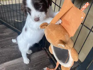 Engelsk ft springer spaniels