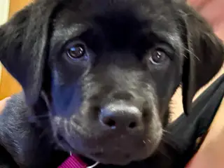 Rottweiler/Labrador blandings hvalpe