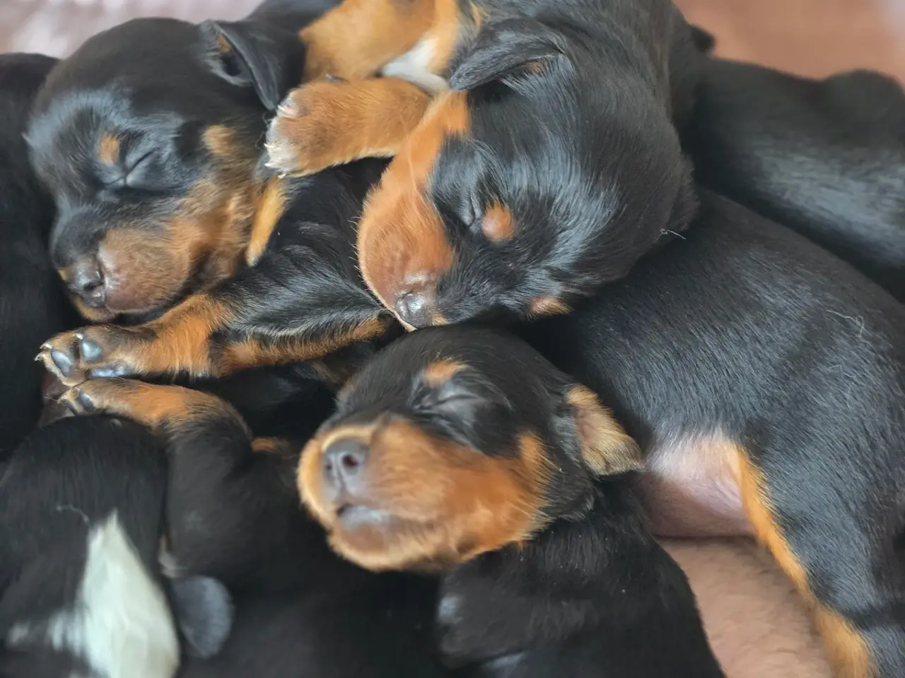 Billede 3 - Gordon Setter hvalpe søger nyt hjem 