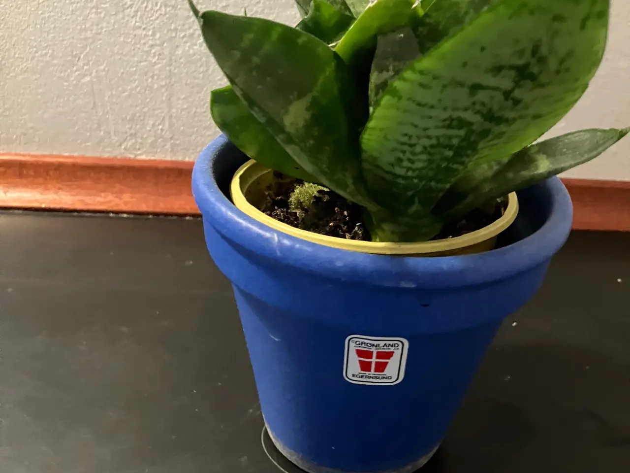 Billede 1 - 10 forskellige Stueplanter