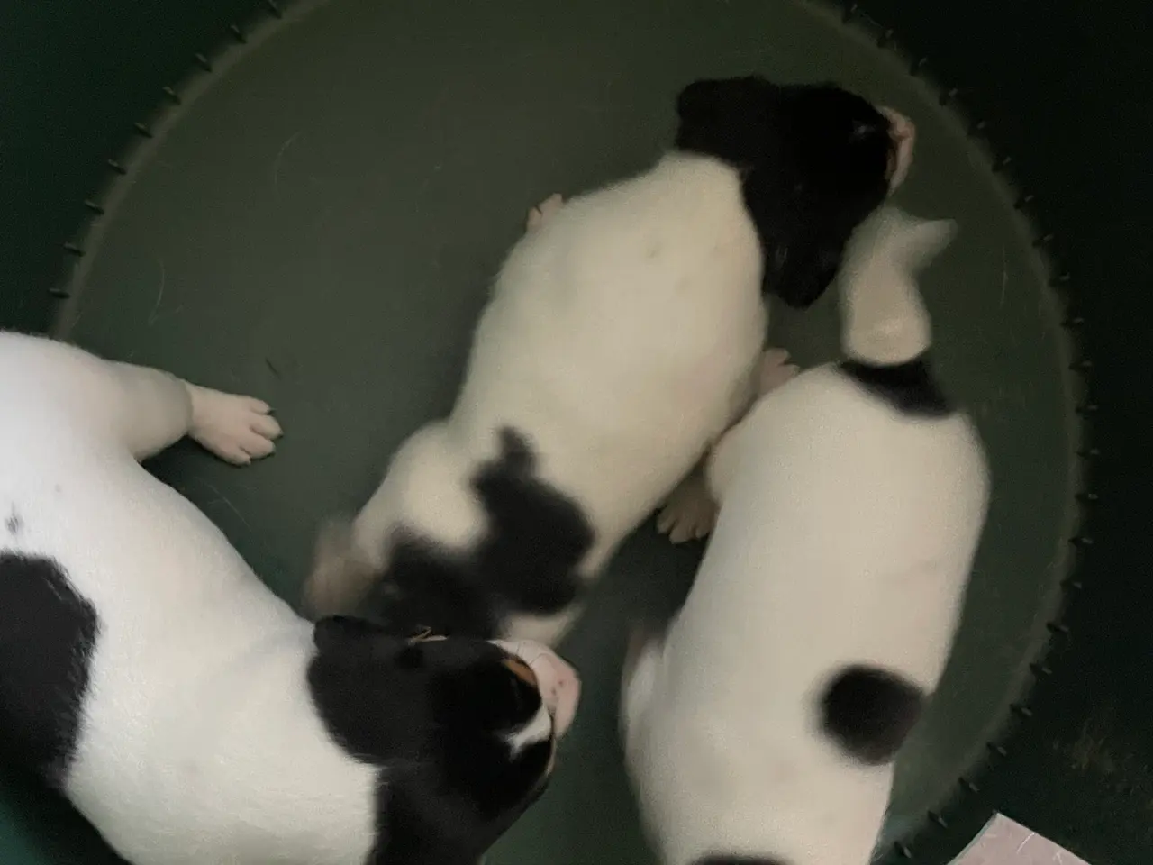 Billede 3 - Dansk-svenske gårdhundehvalpe