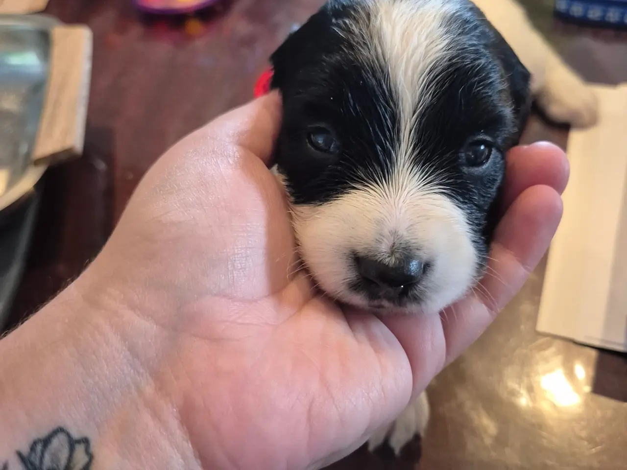 Billede 16 - F.T Engelsk Springer Spaniel hvalpe