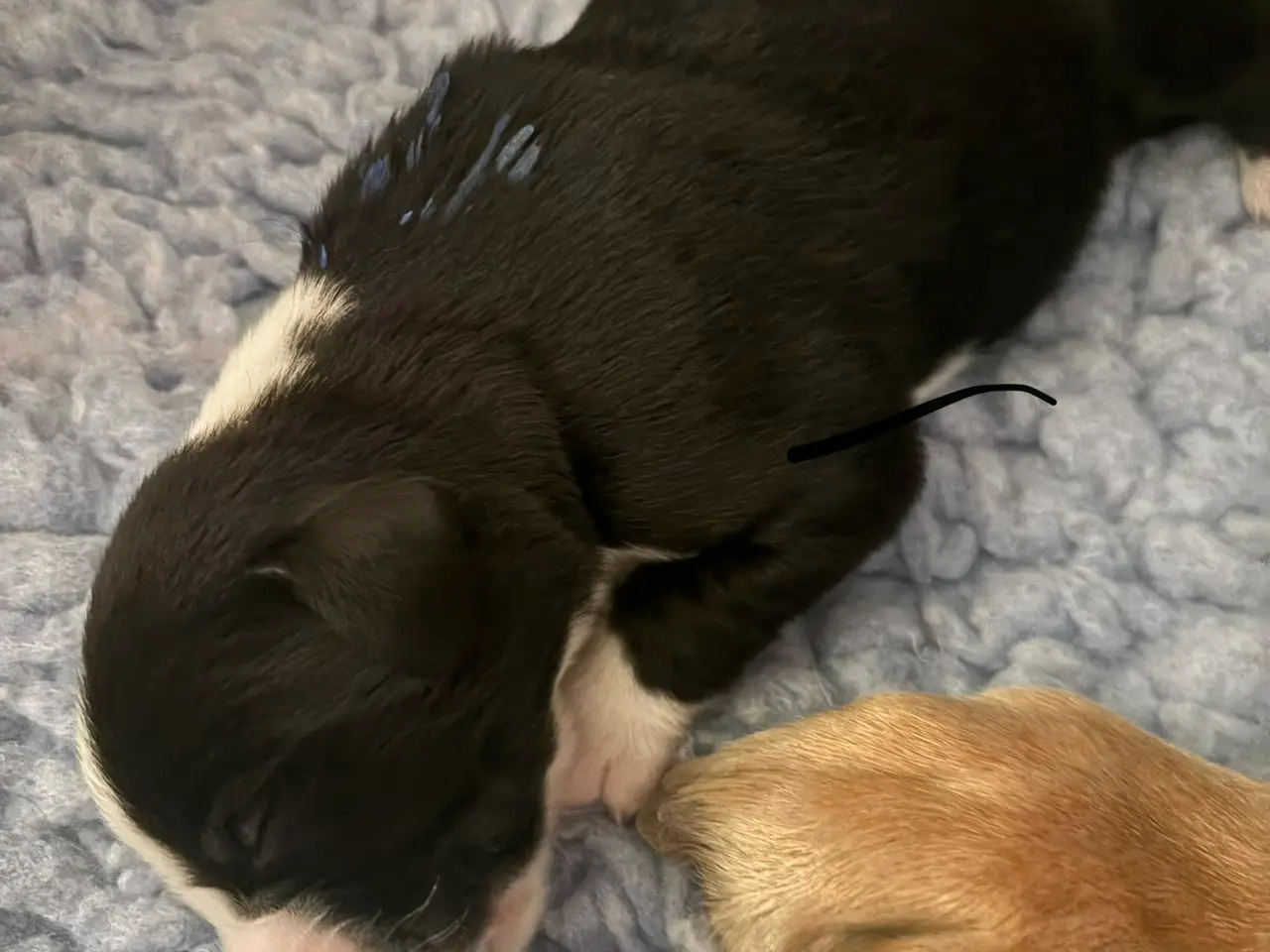 Billede 11 - Labrador/berner sennen blanding