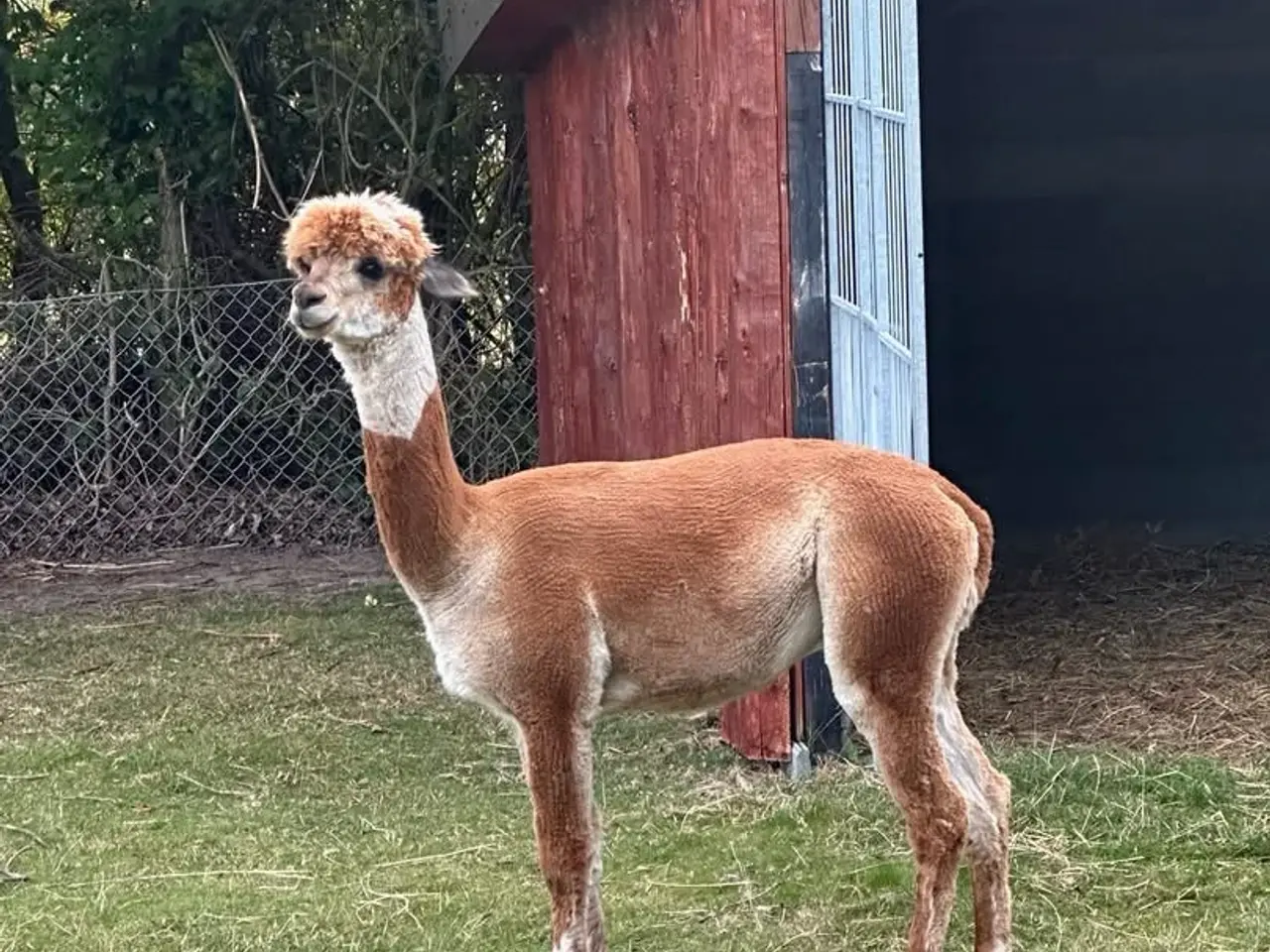 Billede 2 - Alpaca hingste