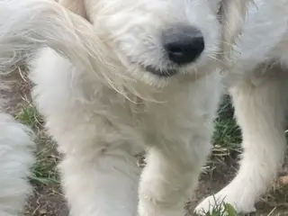 Golden DOODLE - drenge-hvalp - 4