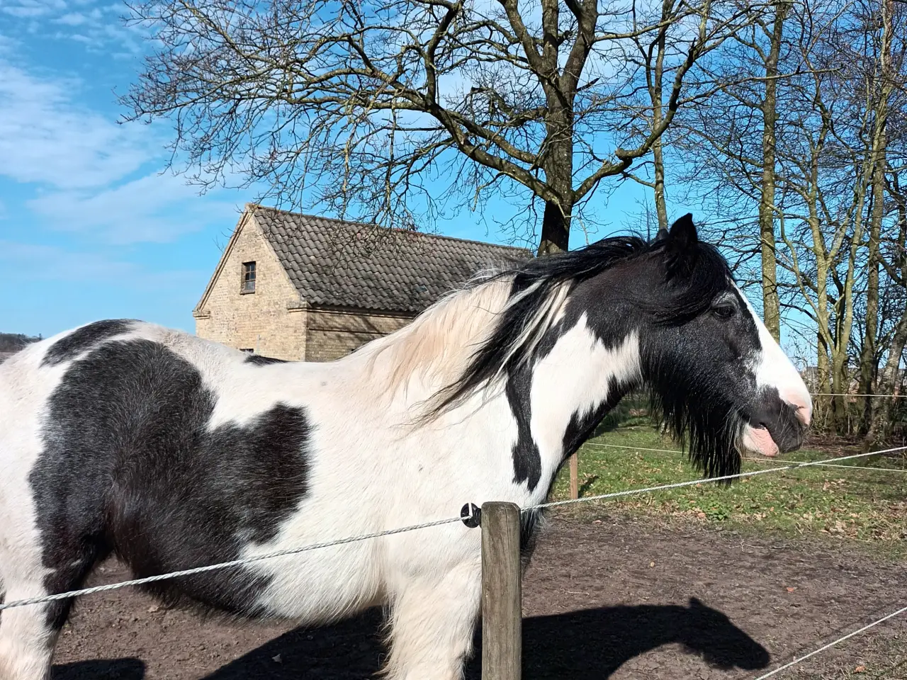 Billede 4 - Irish Cob/ Skovturs hest