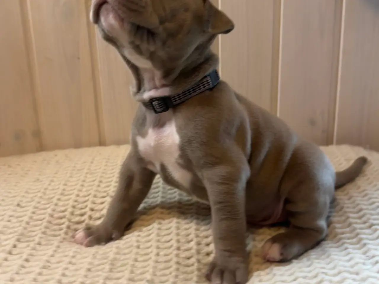 Billede 12 - Anarican Bully xl hvalpe