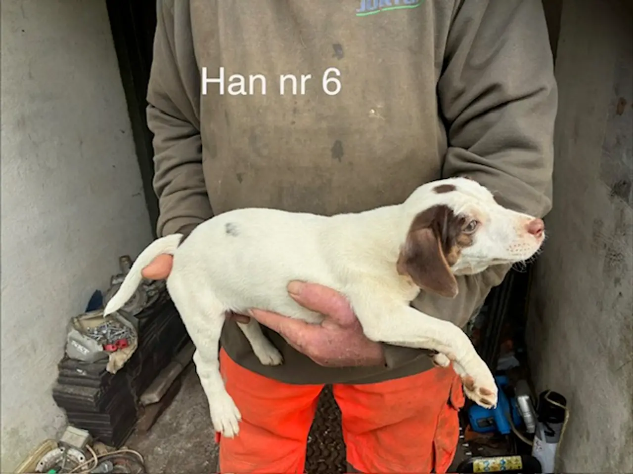 Billede 3 - hundehvalpe dansksvensk gårdhund/skotsk terrier
