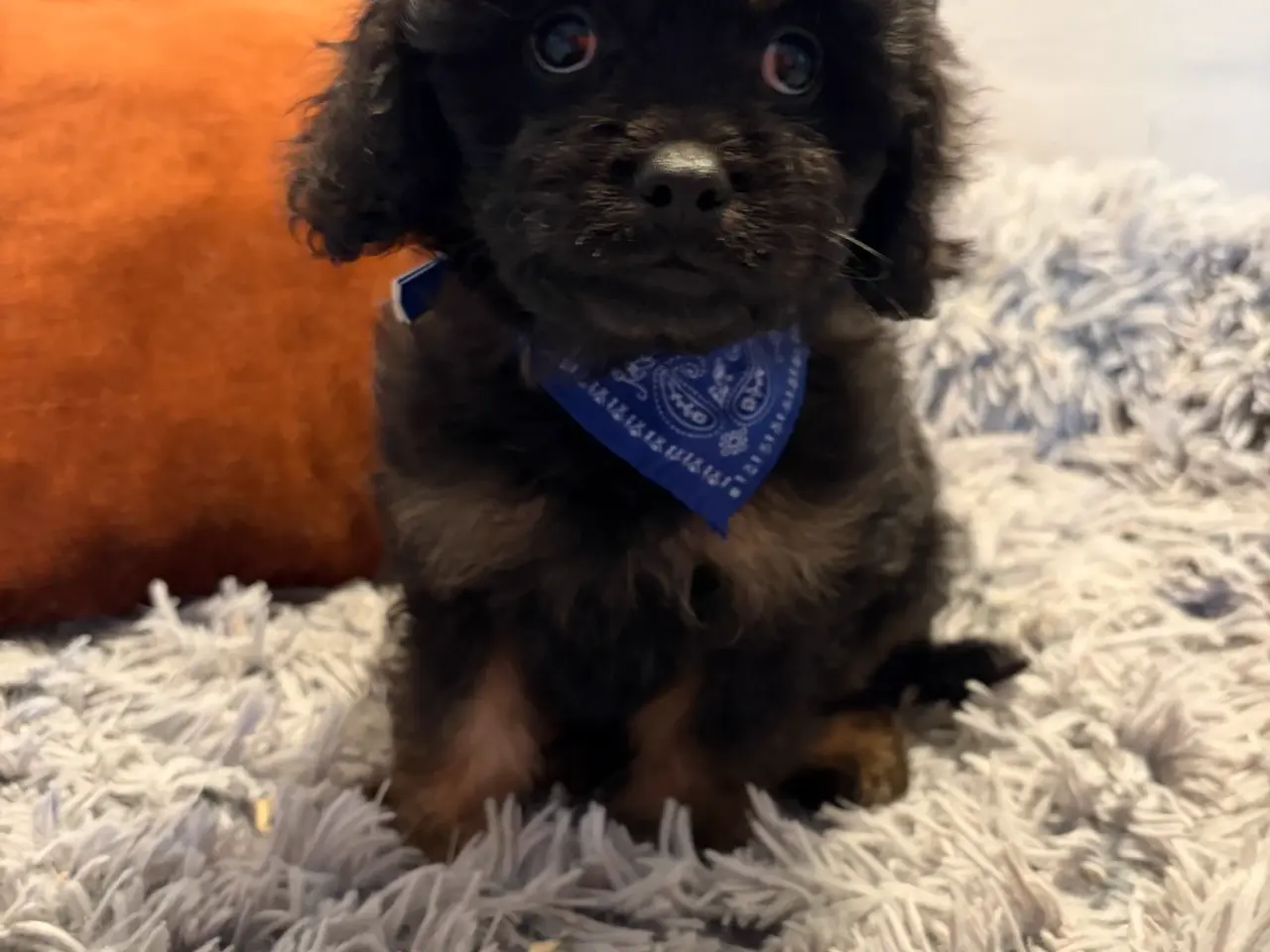 Billede 6 - mini Cavapoo dreng Sigurd er helt rejse klar