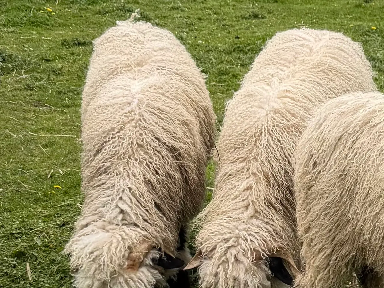 Billede 11 - 2 vædder lam valais blacknose