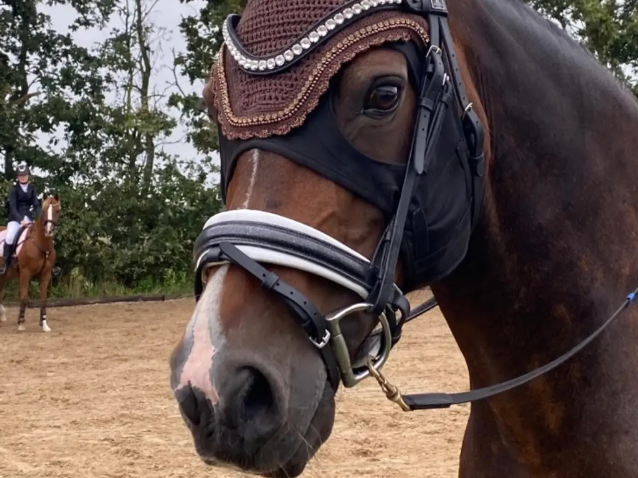 Billede 1 - Sød welsh cob hoppe sælges