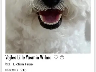Bichon Frise hvalp