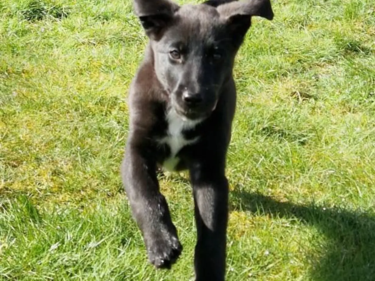 Billede 18 - Skønne LabCollie Hvalpe