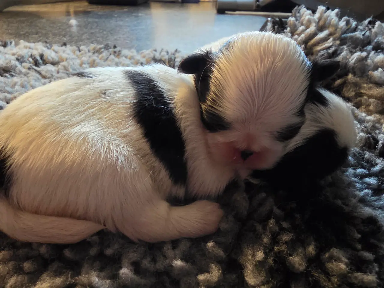 Billede 2 - Japanese Chin hvalpe