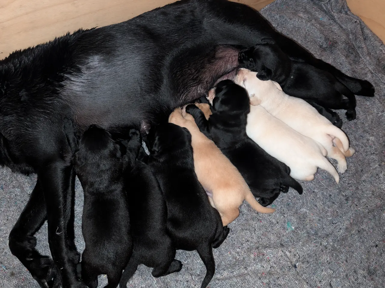 Billede 7 - Labrador hvalpe