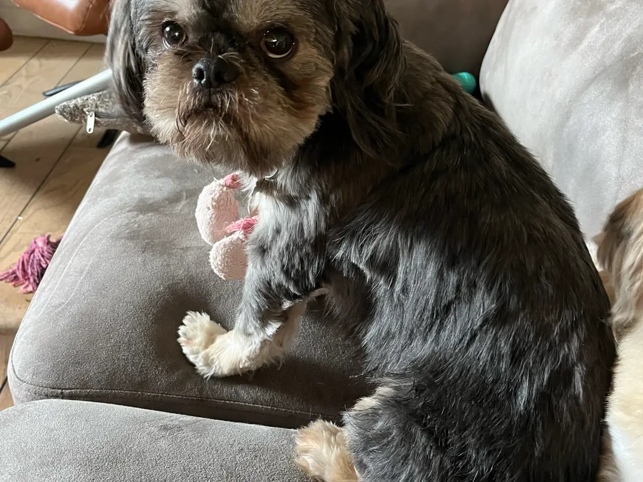 Billede 5 - Shih Tzu til parring