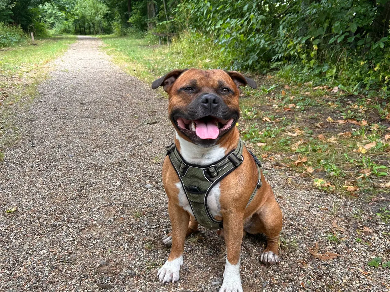 Billede 16 - Engelsk Staffordshire Bull terrier 
