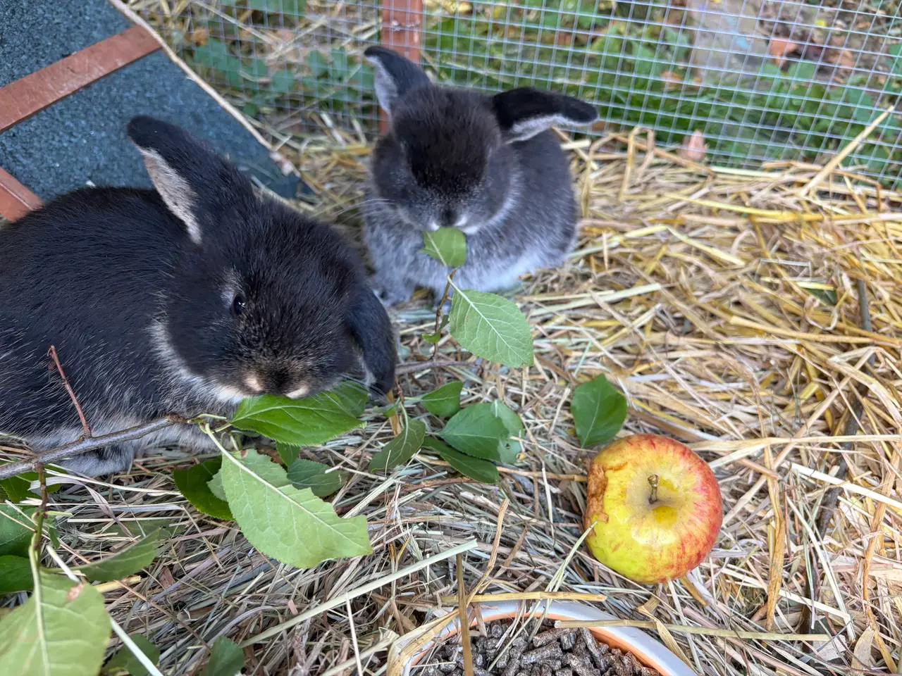 Billede 2 - Mini lop kaninunger